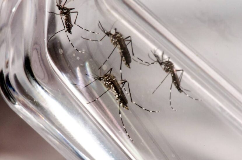 Mosquito Aedes aegypti é o transmissor da dengue, chikungunya e outras doenças - Foto: Fiocruz