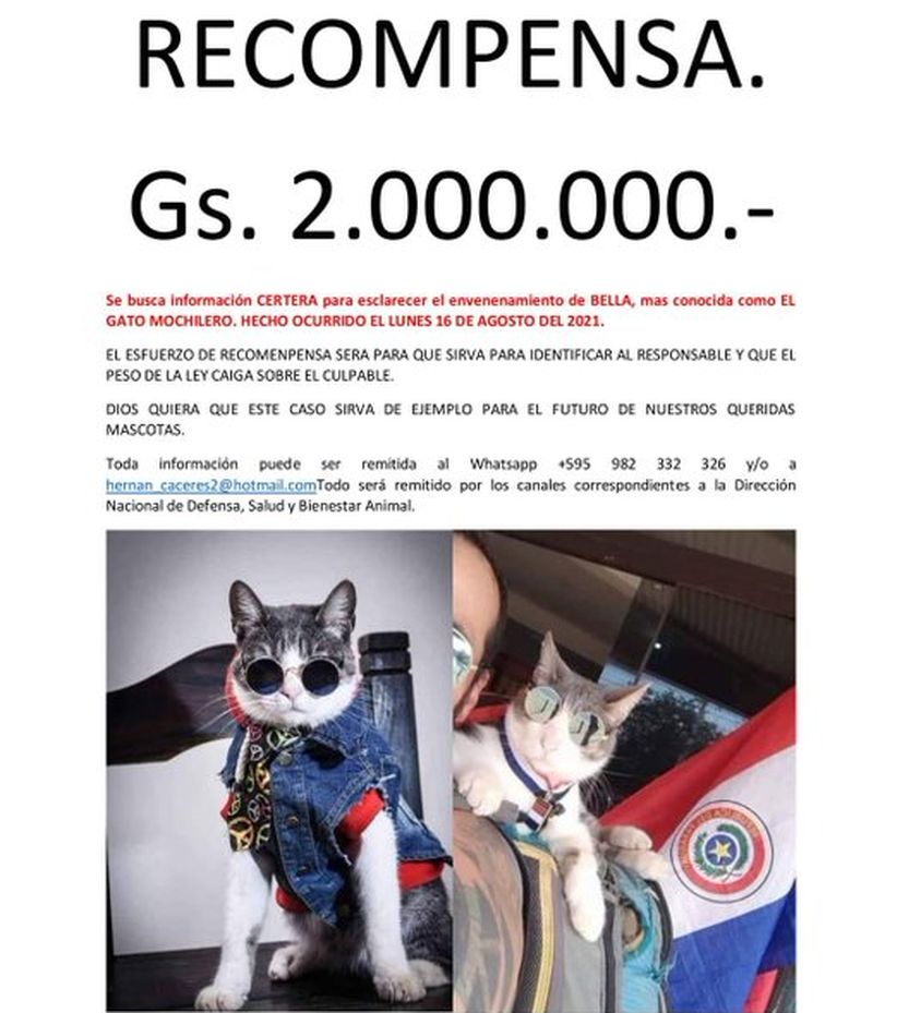 Morte do Gato Mochileiro entristece 240 mil seguidores - H2FOZ
