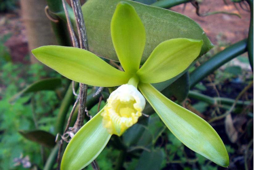 Vanilla: orquídea com aroma e sabor de baunilha. Aprenda a cuidar e  degustar!