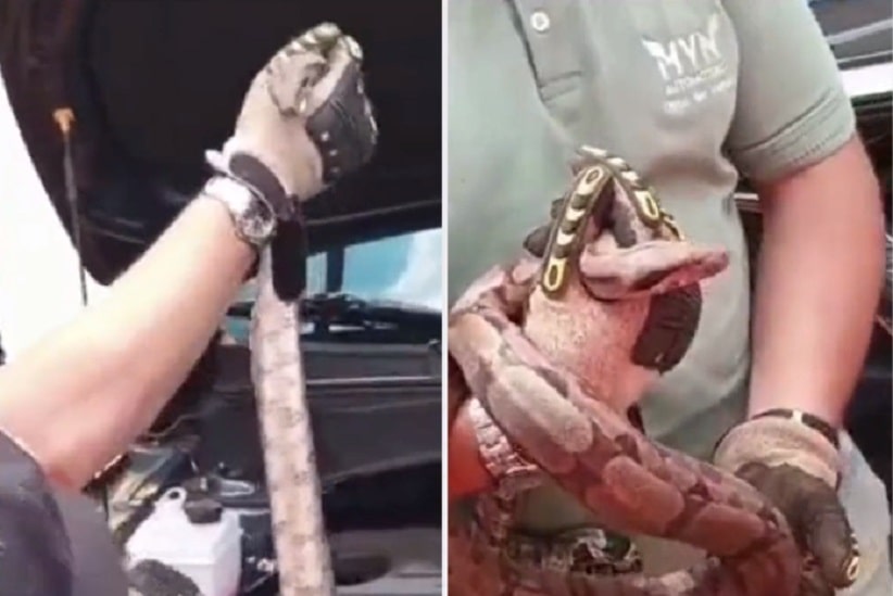 Momento da retirada da cobra, conforme vídeo difundido nas redes sociais
