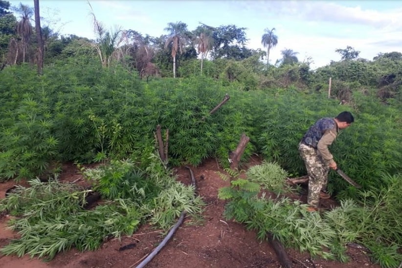 Agentes derrubam pés de maconha em área com seis hectares de cultivos. Imagem: Gentileza/Senad