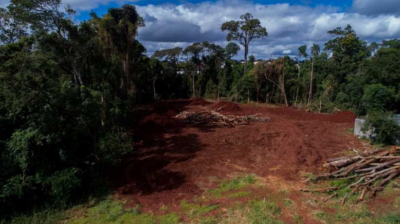 Foz Do Iguaçu Pode Ser Conhecida Por Cidade Verde Ou Dos Tocos De