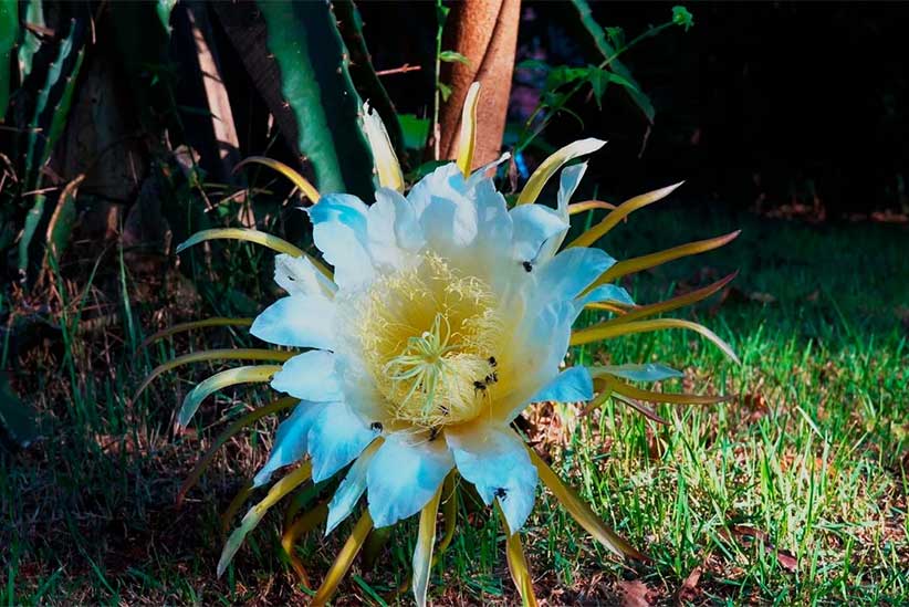 INCRÍVEL A FLOR DAMA DA NOITE ABRINDO O BOTÃO NA NOITE E EXALANDO