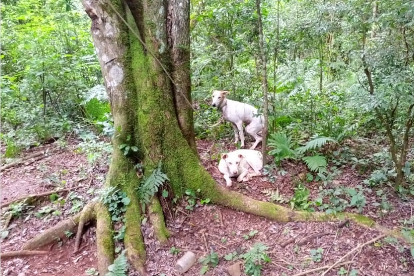 Cães de caça foram deixados para trás pelos fugitivos. Imagem: Gentileza/Ministério da Ecologia de Misiones