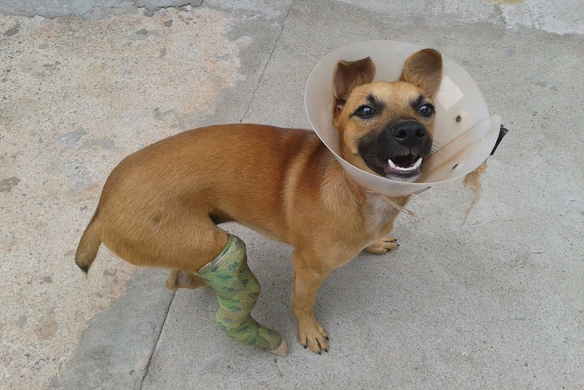 Cachorrinho atropelado recebeu o atendimento necessário e ganhou um novo lar