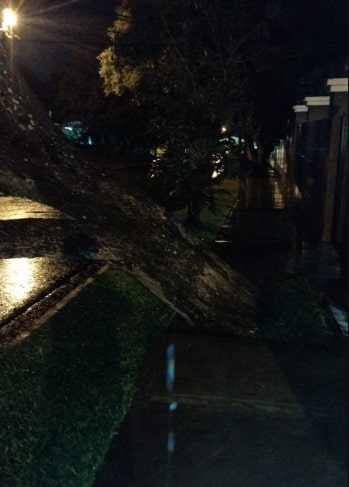 Queda de árvore de grande porte deu trabalho para os agentes da corporação. Imagem: Gentileza/Bombeiros Voluntários de Puerto Iguazú