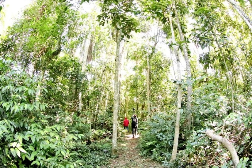 Trilha percorre parte da mata da Reserva Natural Tatí Yupí, às margens do lago de Itaipu. Imagem: Gentileza/Senatur