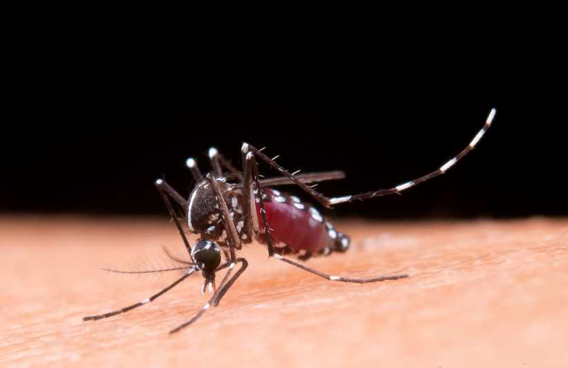 Emergencia por dengue: Foz do Iguaçú aplicará multas por criaderos de mosquitos
