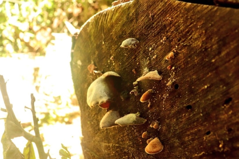 Importância dos fungos é evidenciada durante as explicações dos guias do passeio. Imagem: Gentileza/Senatur