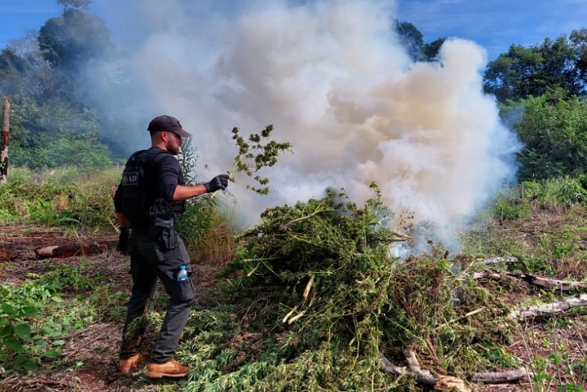 Destruição de plantações de maconha em Ñancunday. Foto: Gentileza/Senad