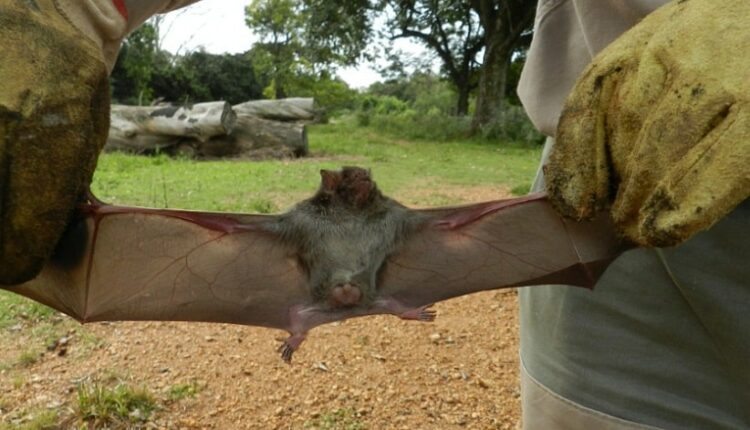 Morcego é apontado como o provável agente transmissor da doença. Foto: Gentileza/Senasa Argentina