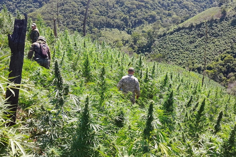 Algumas das plantações foram encontradas em áreas de relevo acidentado. Foto: Gentileza/Senad