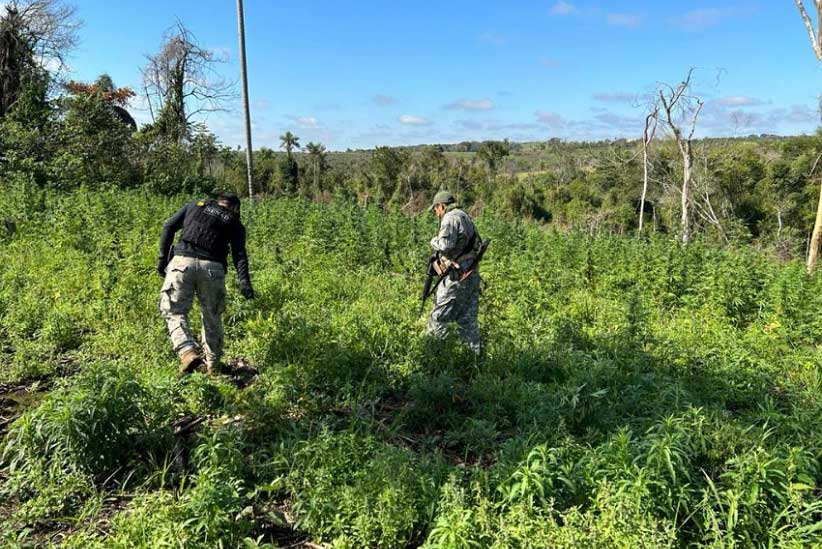 Plantações de maconha ficam em locais de difícil acesso e visualização para quem está no solo. Foto: Gentileza/Senad