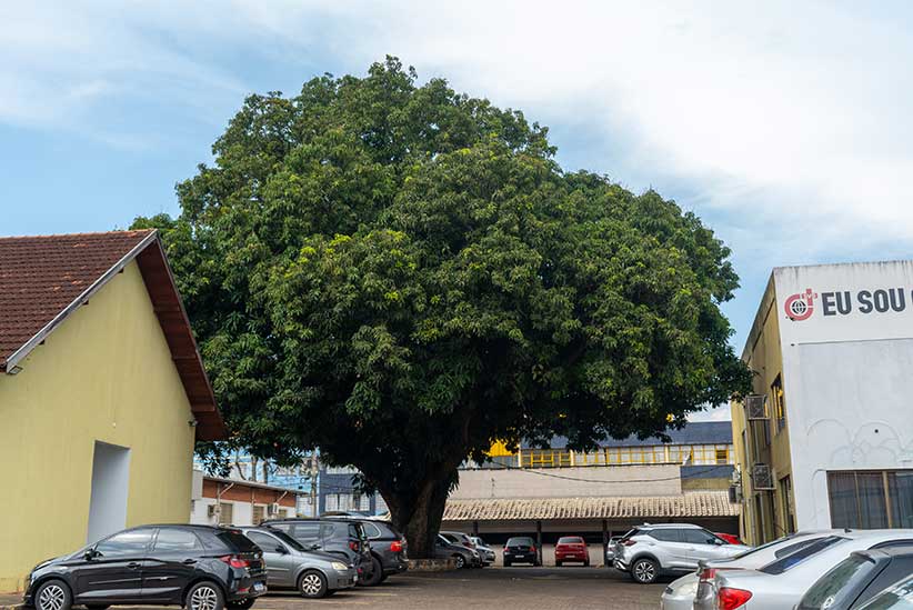 Conheça A Icônica árvore De 70 Anos Plantada Por Acácio Pedroso - H2FOZ