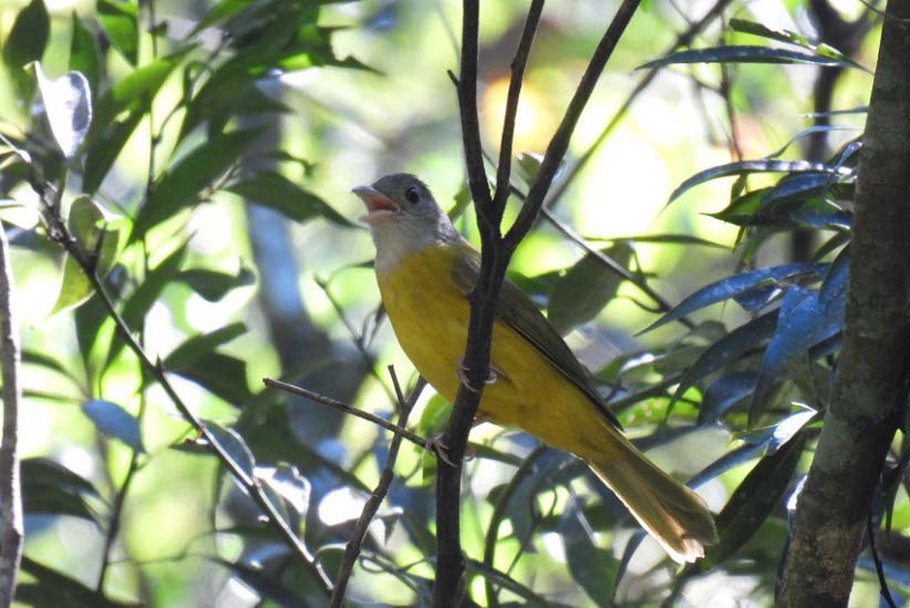 No Brasil, área com maior dispersão da espécie é o Cerrado. Foto: Gentileza/Itaipu Binacional