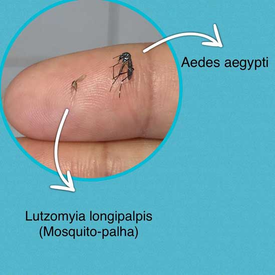 Comparativo entre o mosquito-palha e o Aedes aegypti, fornecido pela pesquisadora Luciana Chiyo.