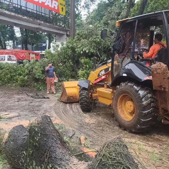 Equipes da prefeitura de Ciudad del Este foram acionadas para a remoção da árvore. Foto: Gentileza/Prefeitura de Ciudad del Este