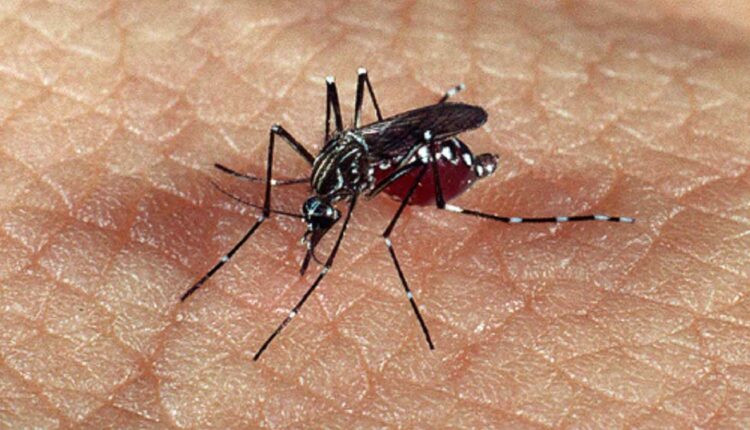 Dengue é um problema de saúde pública nos três lados da fronteira. Foto: Acervo CCS/Fiocruz