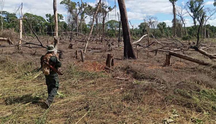 Agentes encontraram áreas desmatadas para a introdução de plantações de maconha. Foto: Gentileza/Senad