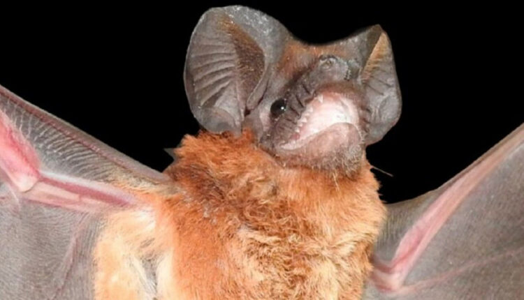 Espécie foi batizada com termo em guarani, mbopicuare, que significa "morcego da caverna". Foto: Gentileza/Instituto Misionero de Biodiversidad