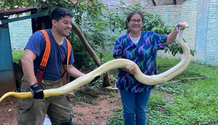 Cobra foi levada ao zoológico da capital paraguaia. Foto: Gentileza/Bombeiros Voluntários