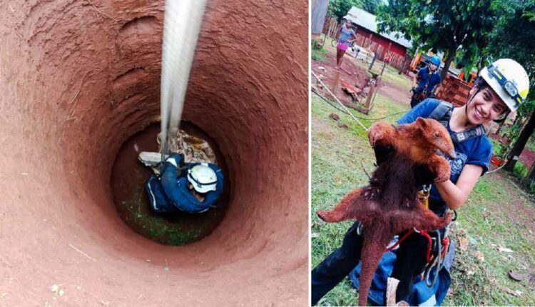 Socorrista desceu com uma corda até o animal. Foto: Gentileza/Bombeiros Voluntários de Puerto Iguazú