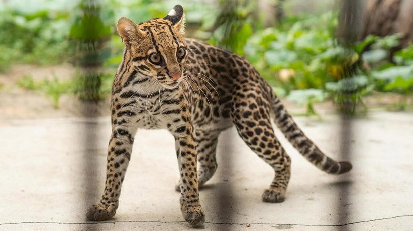 Felinos como a jaguatirica estão sendo reintroduzidos na região do Iberá. Foto: Gentileza/Agencia Télam