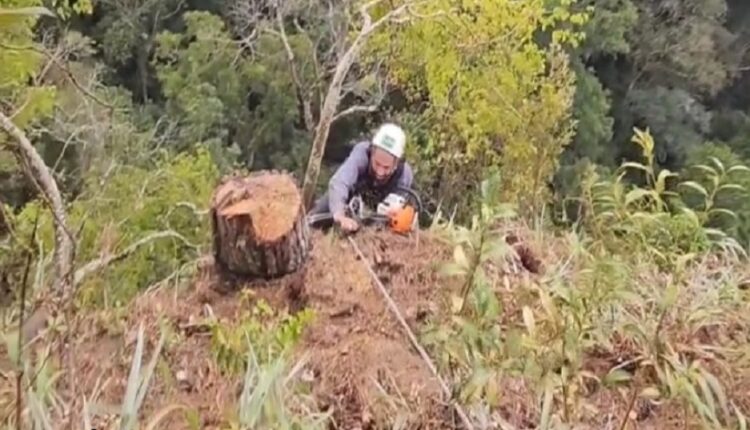 Voluntários combate pinus nos Campos Gerais. Empenho devia ser o mesmo daqueles que lucram com o monocultivo