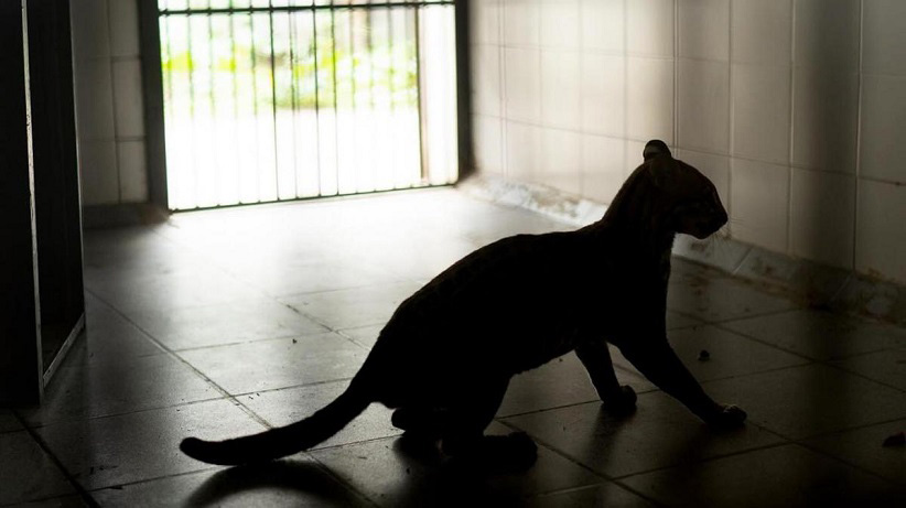 Lila está em quarentena antes do envio à nova casa. Foto: Gentileza/Agencia Télam