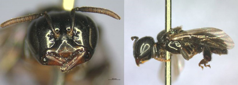 Detalhes da abelha-limão. Foto: Divulgação/Itaipu Binacional