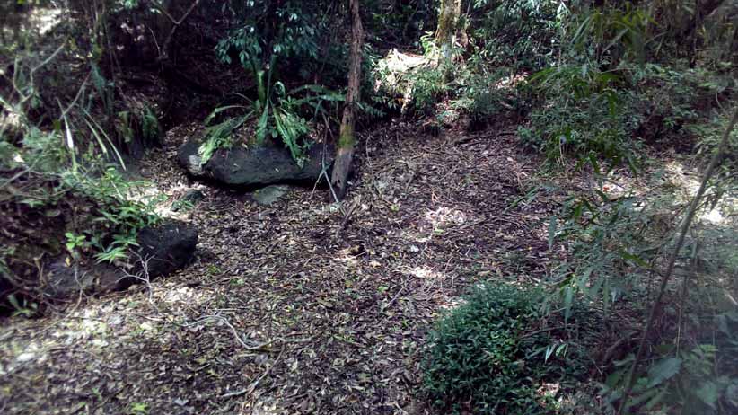 Área de terreno úmido onde os ovos da espécie foram encontrados, em fotografia partilhada pela assessoria do Conicet.